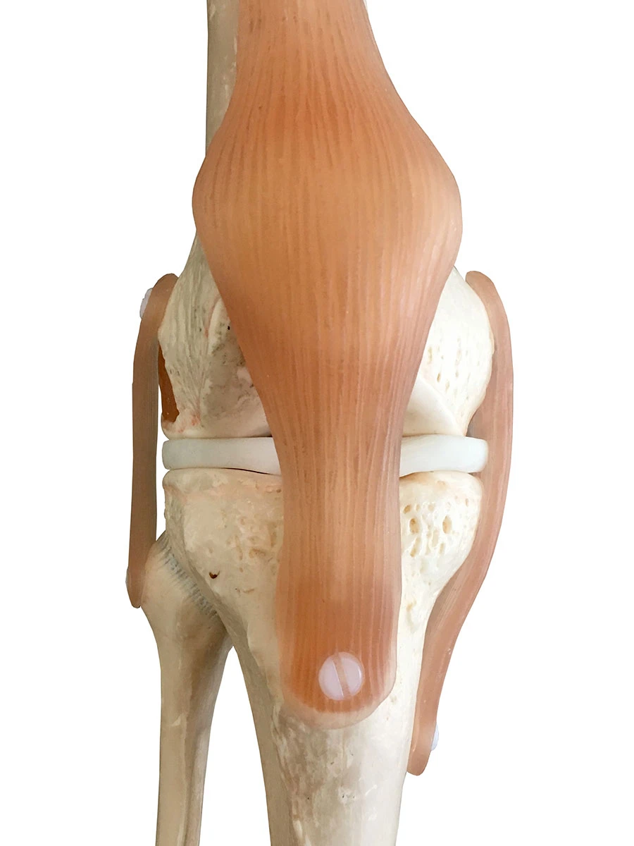 Anatomical model showing the structures of the knee joint